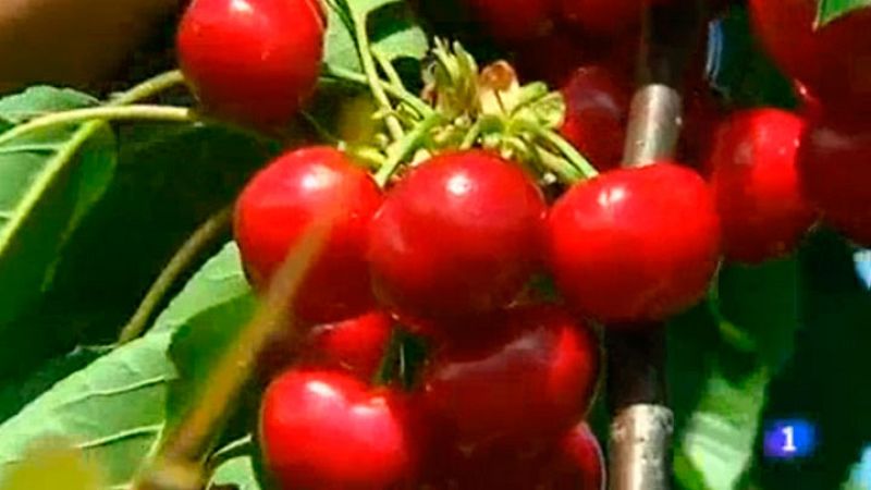 Ha començat la collita de les primeres cireres de la temporada