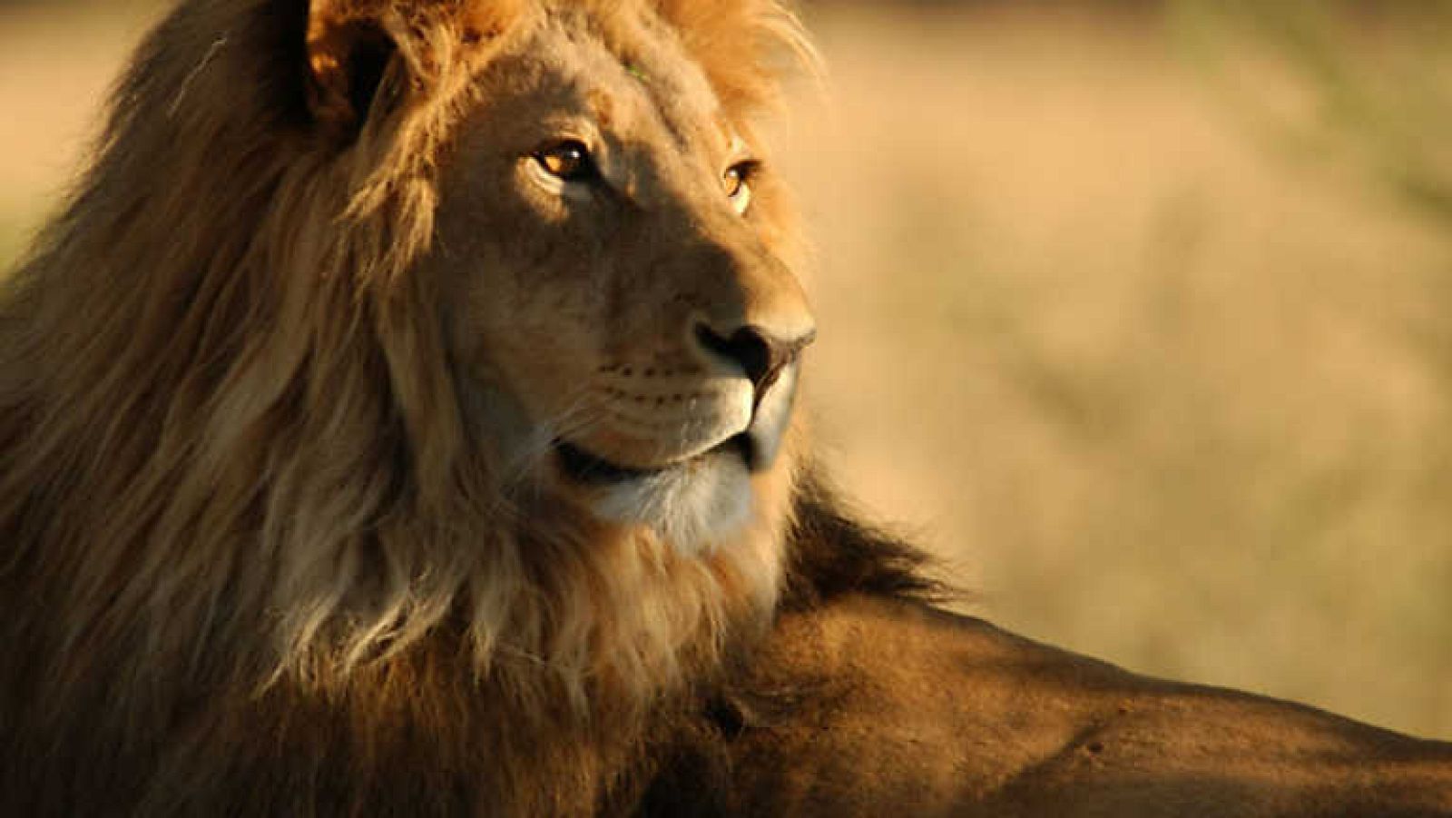 Grandes documentales - Leones del desierto - Ver ahora