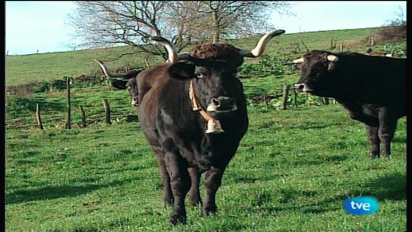 La Aventura del Saber. Serie Documental. Crónicas de la Ribera Sacra. La noche de San Sebastián