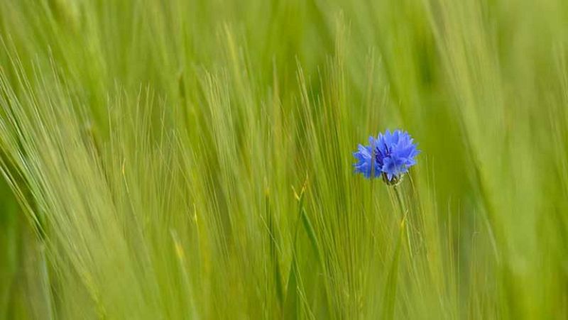 Algún chubasco y ascenso de las temperaturas en la mayor parte de la Península