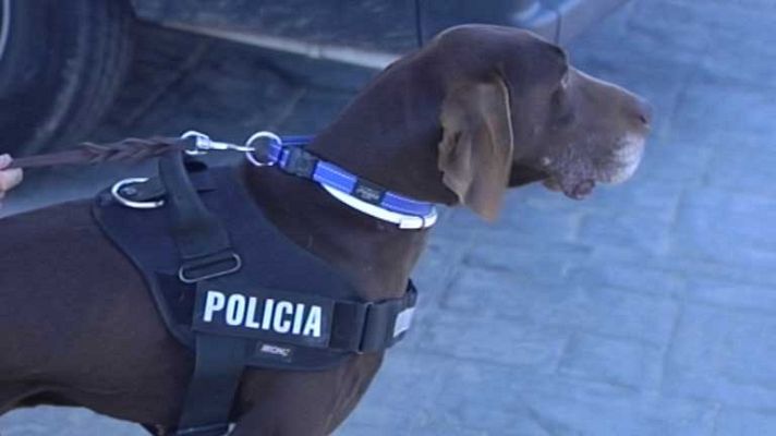 Telediario 1 - Perros adiestrados en la Policía Nacional