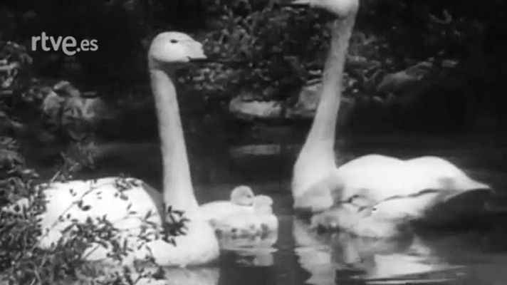 El planeta azul - Los cisnes