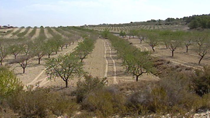 Telediario 1 - Sequía en Alicante
