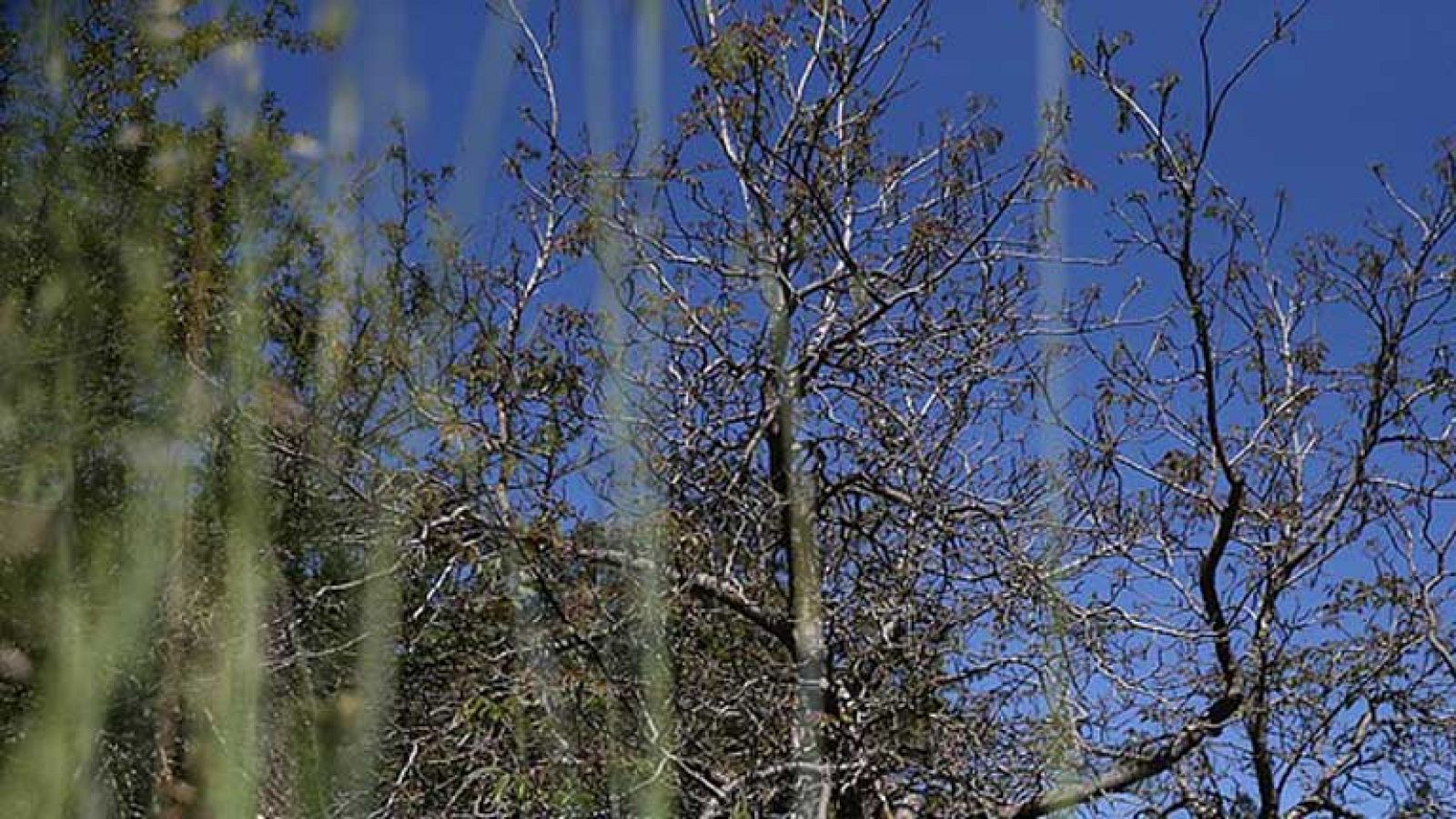 Mucho calor en Canarias y fuerte viento de levante en El Estrecho