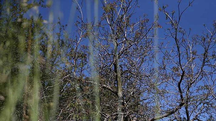 El tiempo - Viento de levante en El Estrecho