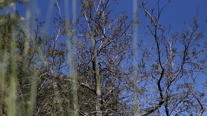 El tiempo - Mucho calor en Canarias