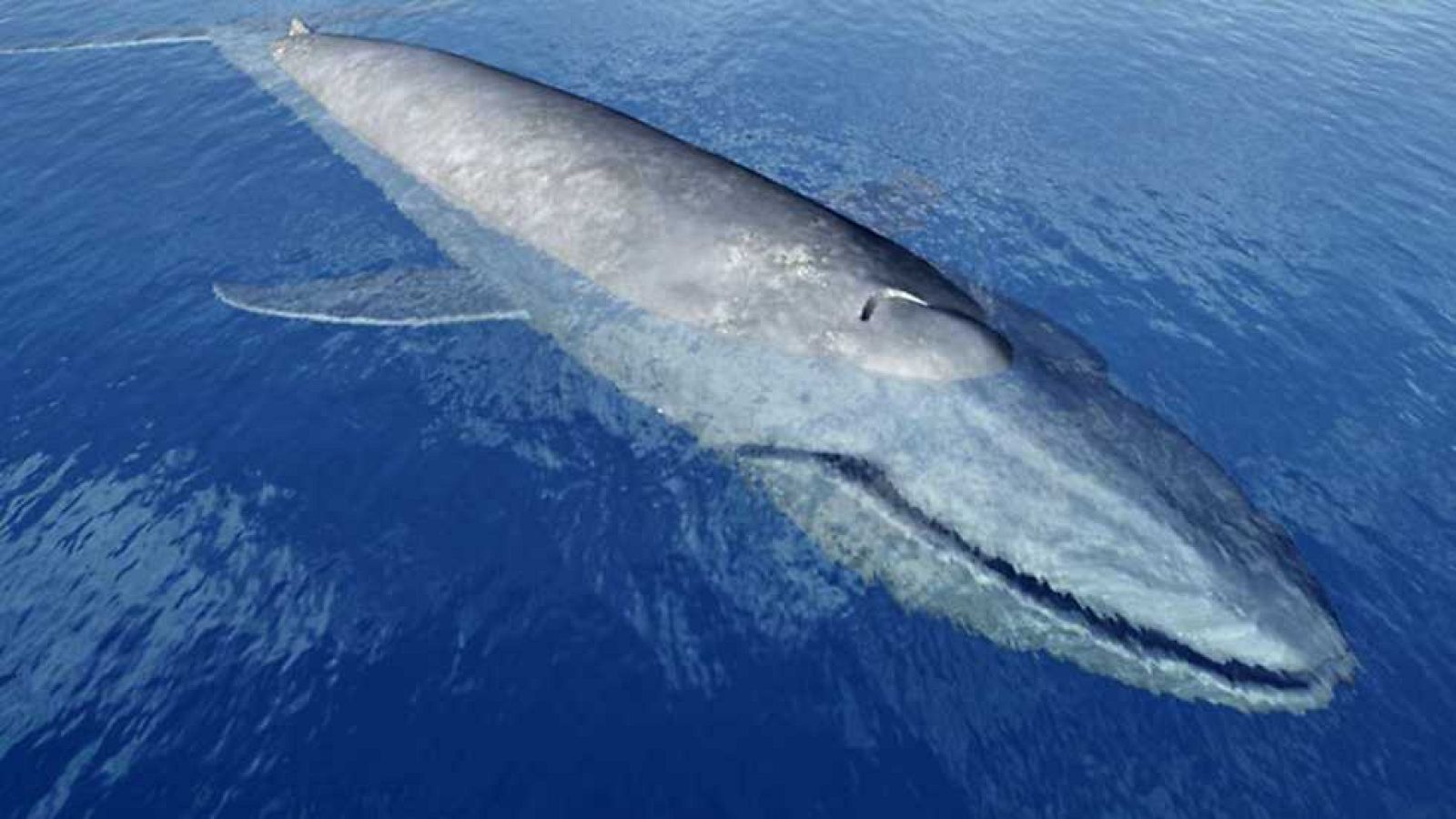 Grandes documentales - El reino del rorcual azul - ver ahora