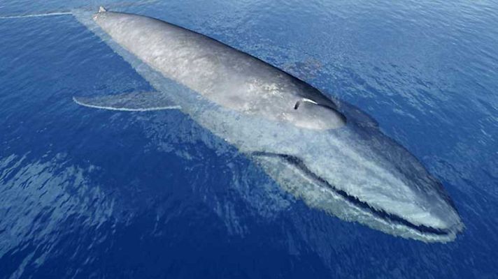 Grandes documentales - El reino del rorcual azul