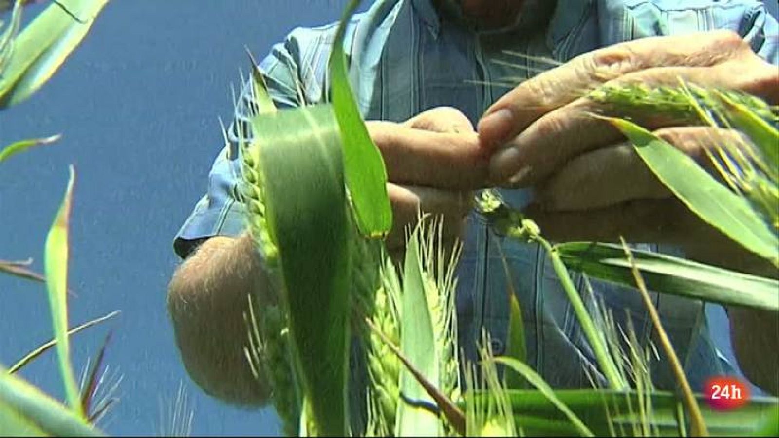LAB24 - El metabolismo secreto de las plantas