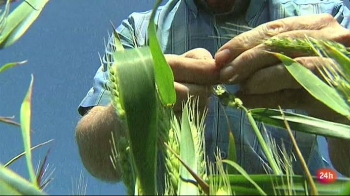 Lab24 - El metabolismo secreto de las plantas