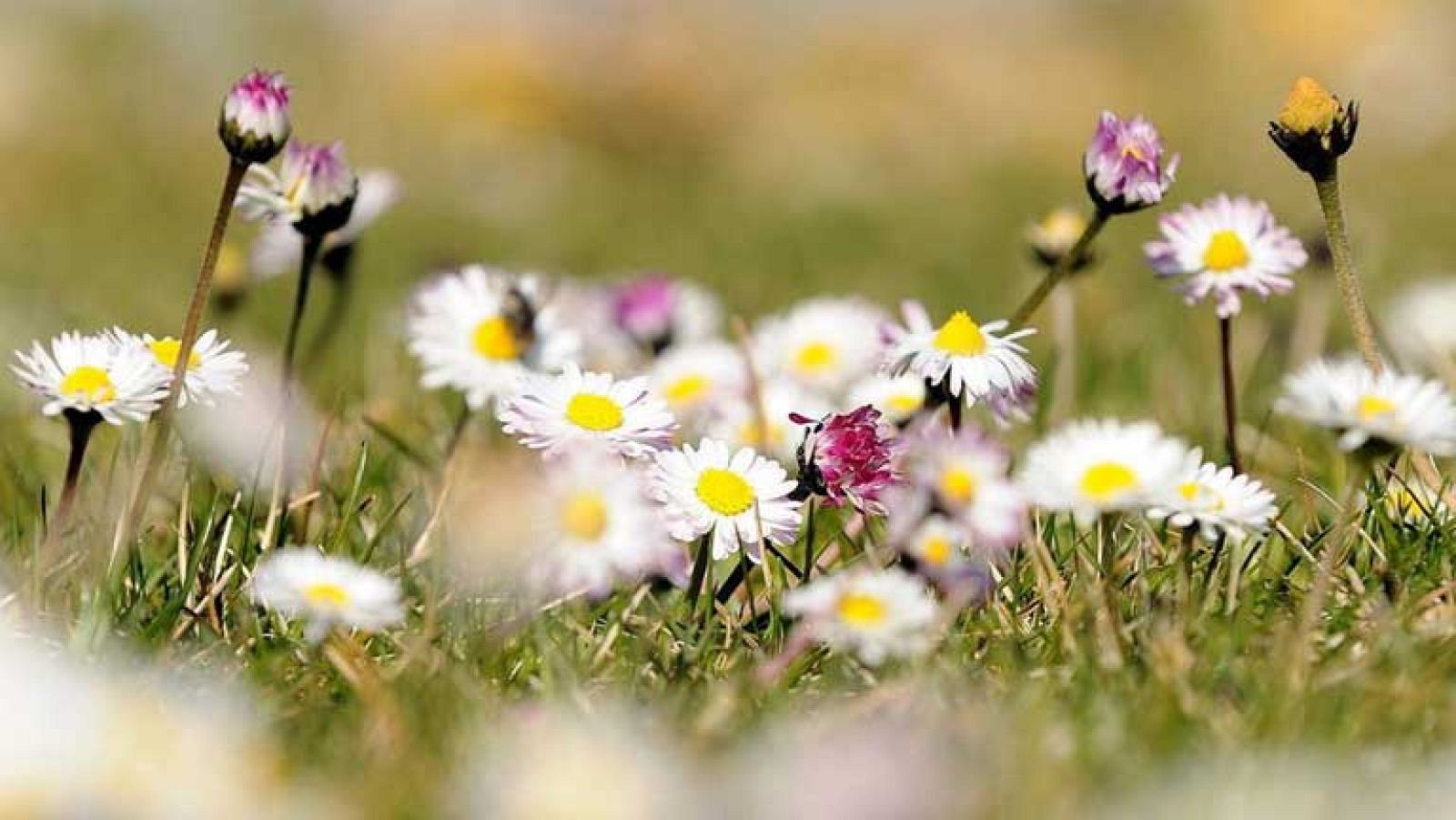 Se mantiene el viento de levante fuerte en el Estrecho y Alborán