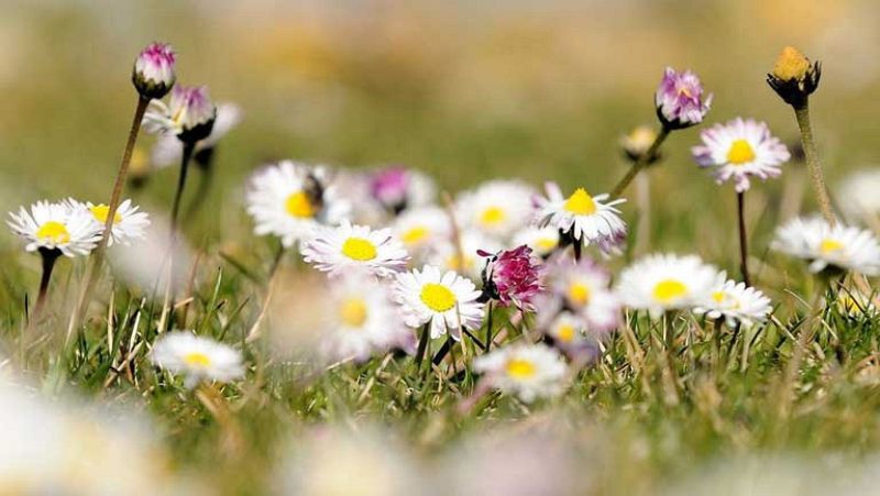 Se mantiene el viento de levante fuerte en el Estrecho y Alborán
