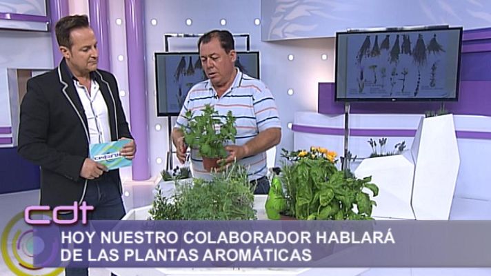 Cerca de ti - Cerca de ti - 16/05/14