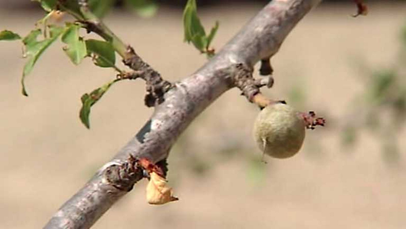 Agrosfera - 17/05/14 - Ver ahora