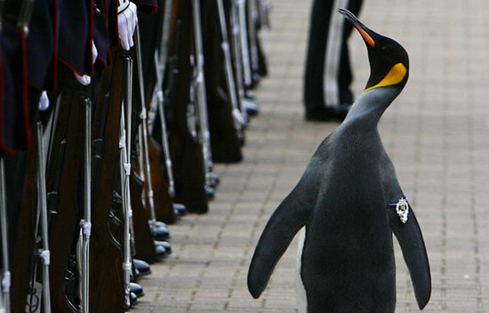 Un pingüino recibe en Edimburgo el título de 'Sir' | Ver