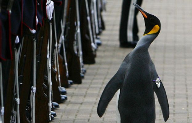  - Un pingüino recibe el título de Sir