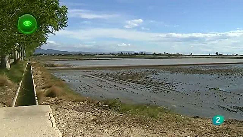 Agrosfera - En primer plano - Caracol Manzana