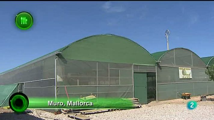 Agrosfera - Caracoles