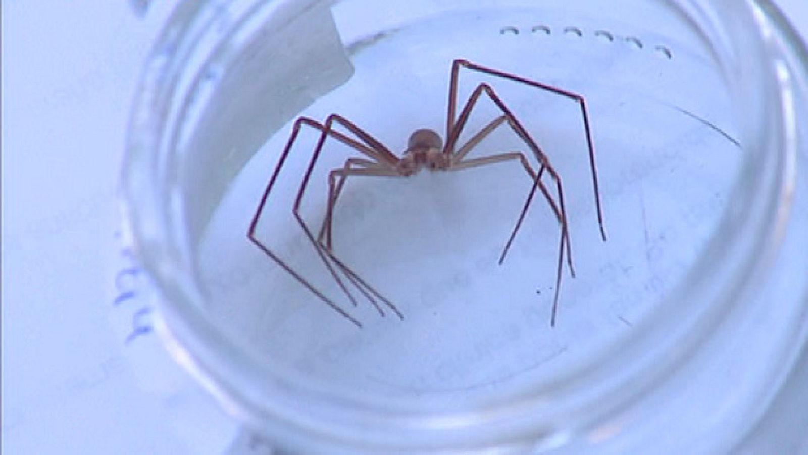 Araña peligrosa en Sevilla