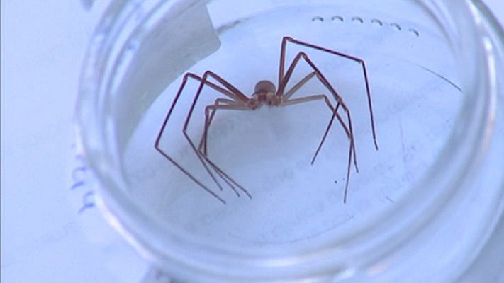 La mañana - Araña peligrosa en Sevilla