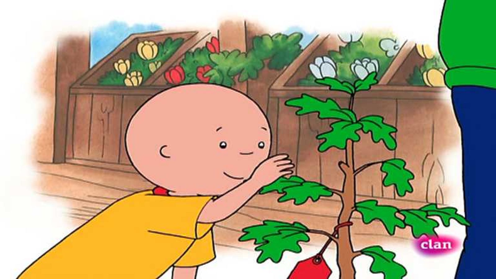 El gran roble - Caillou | Ver