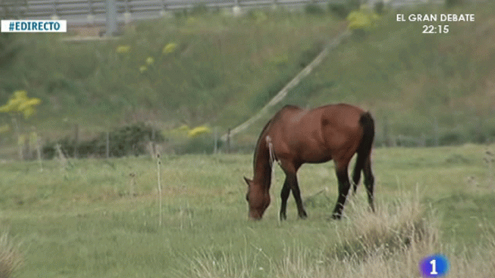 España Directo - Muere un niño de 7 años tras ser pisoteado por un caballo