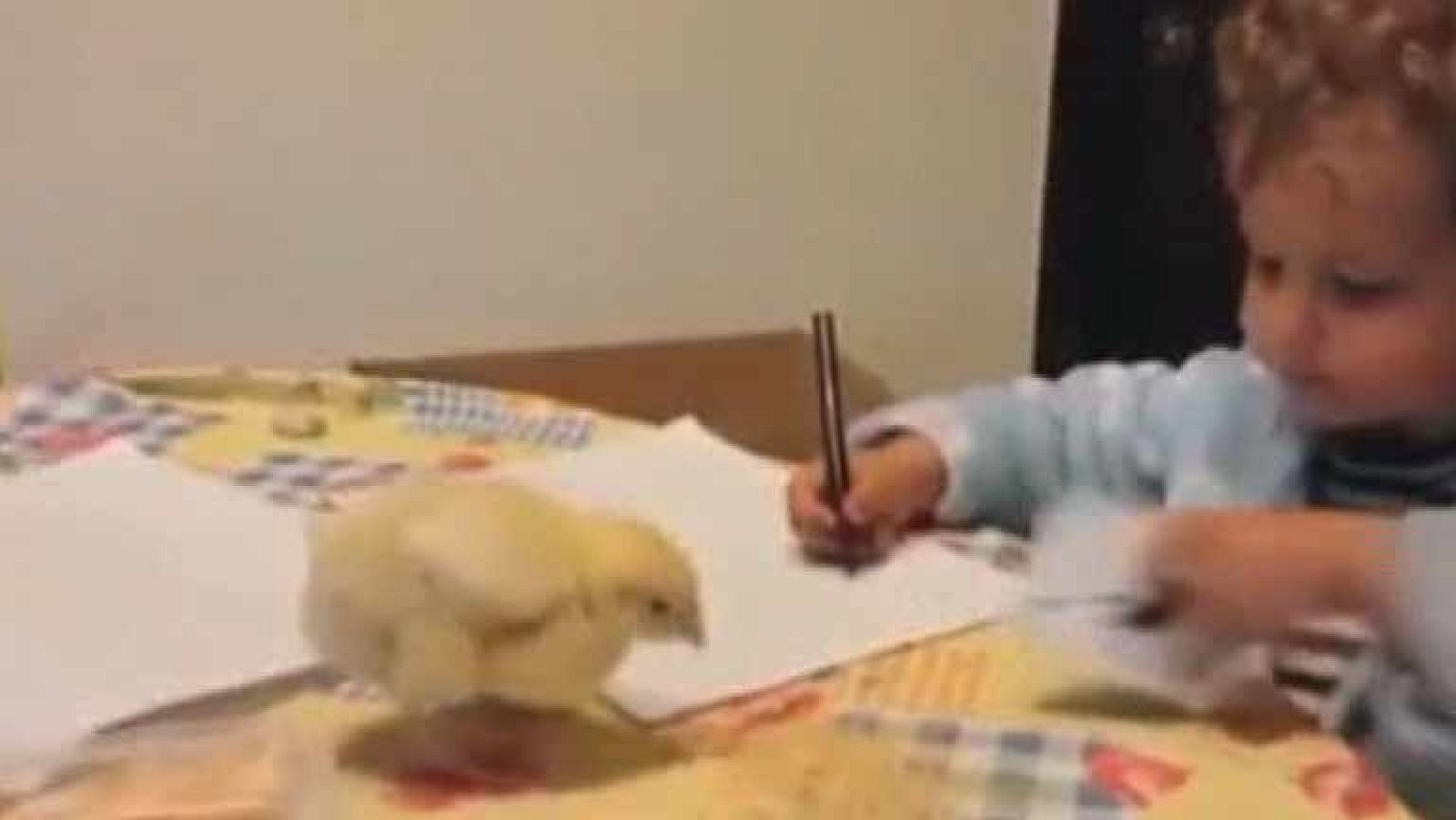 La mañana - "La que has 'liao' pollito"