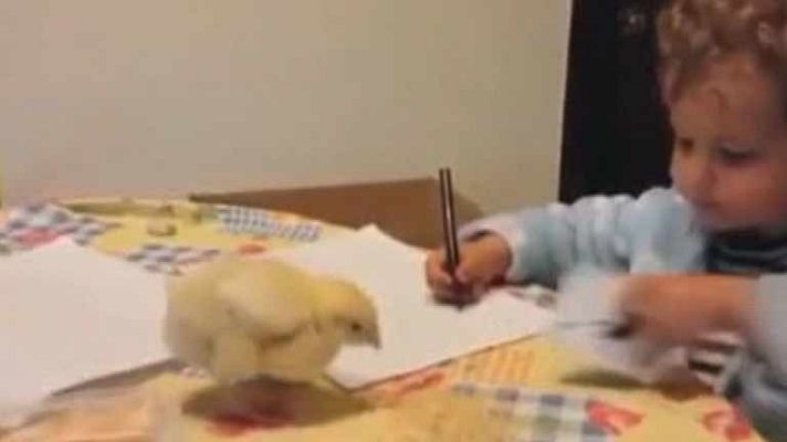 La mañana - La mañana - "La que has 'liao' pollito"