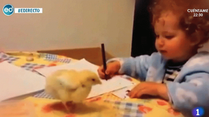 España Directo - Una niña y su pollito revolucionan la red