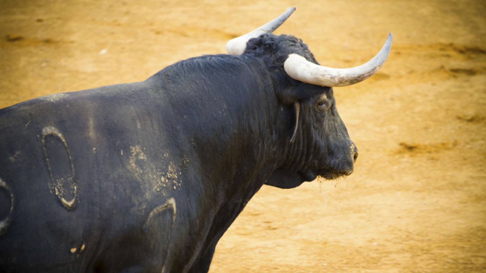 Limar las astas de los toros, una práctica perseguida por la Policía