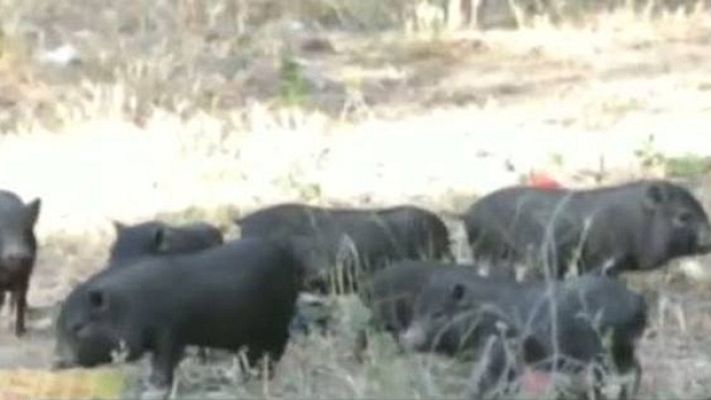 La mañana - Cerdos en las calles de Benidorm