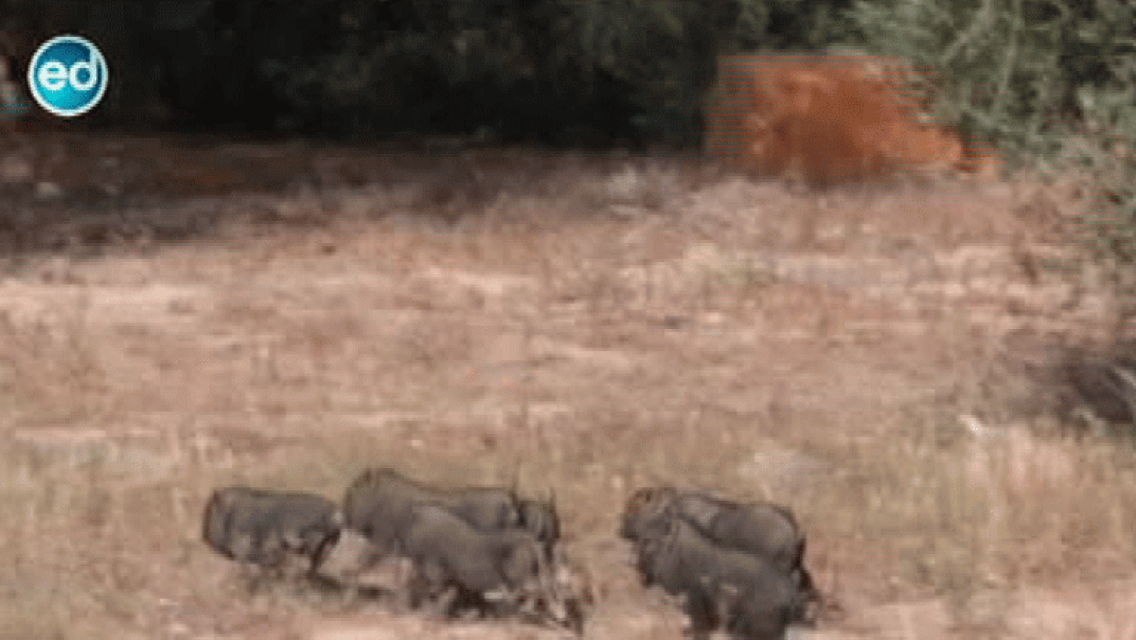 España Directo- Los cerdos vietnamitas invaden Benidorm