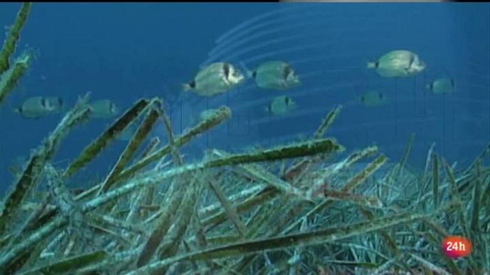 Lab24 - Posidonia, la gran depuradora natural