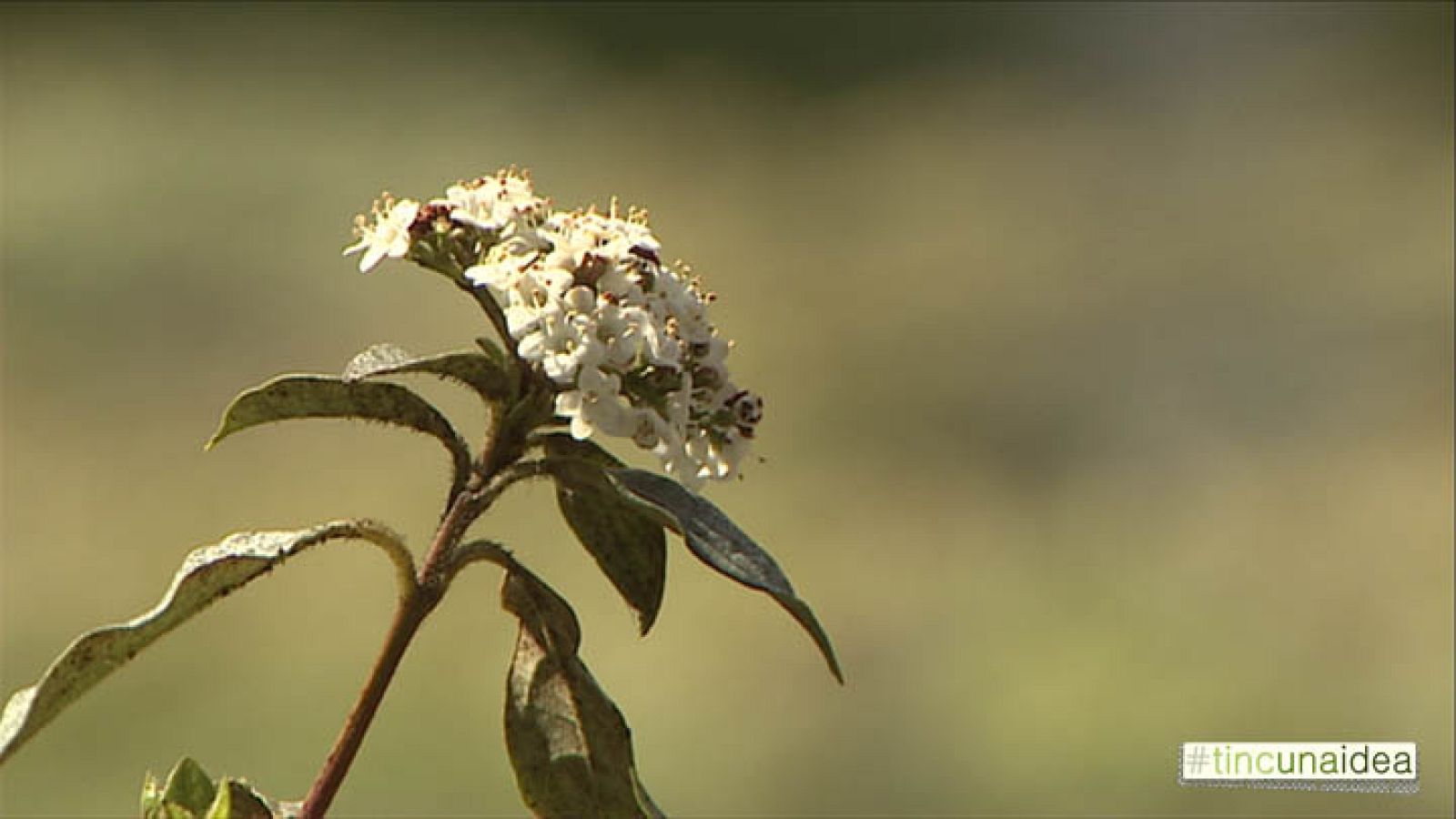 Tinc una idea - Idees i acció - Plantes silvestres per cuinar
