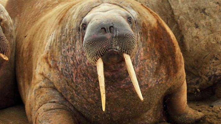Grandes documentales - Mundo Natural: La Morsa, una criatura de dos toneladas