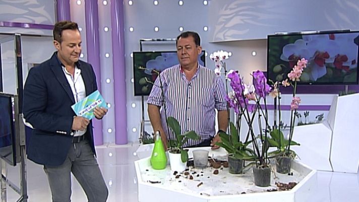 Cerca de ti - Cerca de ti - 28/05/14