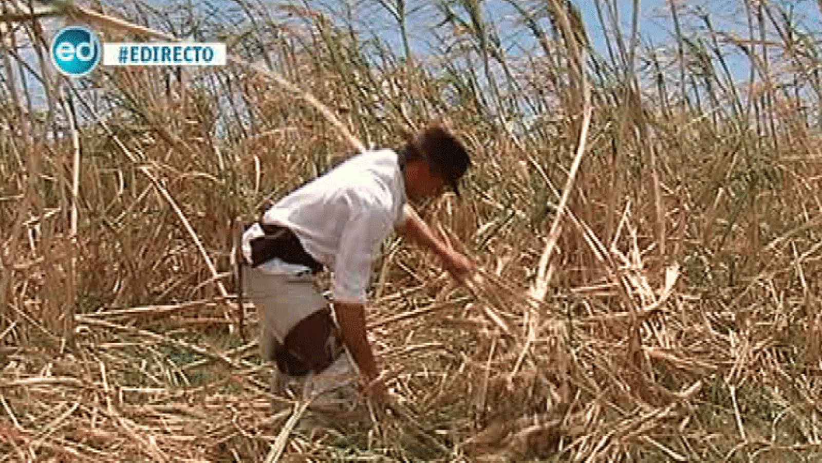 España Directo- El último mondero