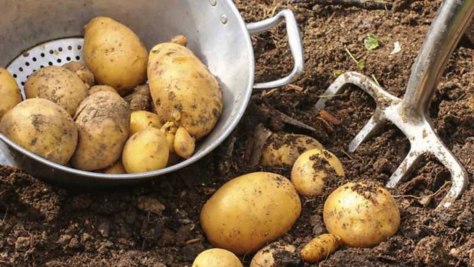 Cocina2 - Logroño: la patata - Ver ahora