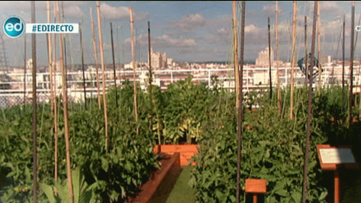 España Directo - Un huerto de vértigo