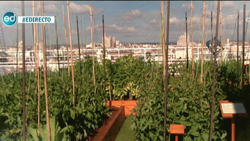 España Directo- Un huerto de vértigo