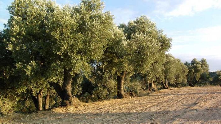 Telediario 1 - Smana dedicada al Medio Ambiente