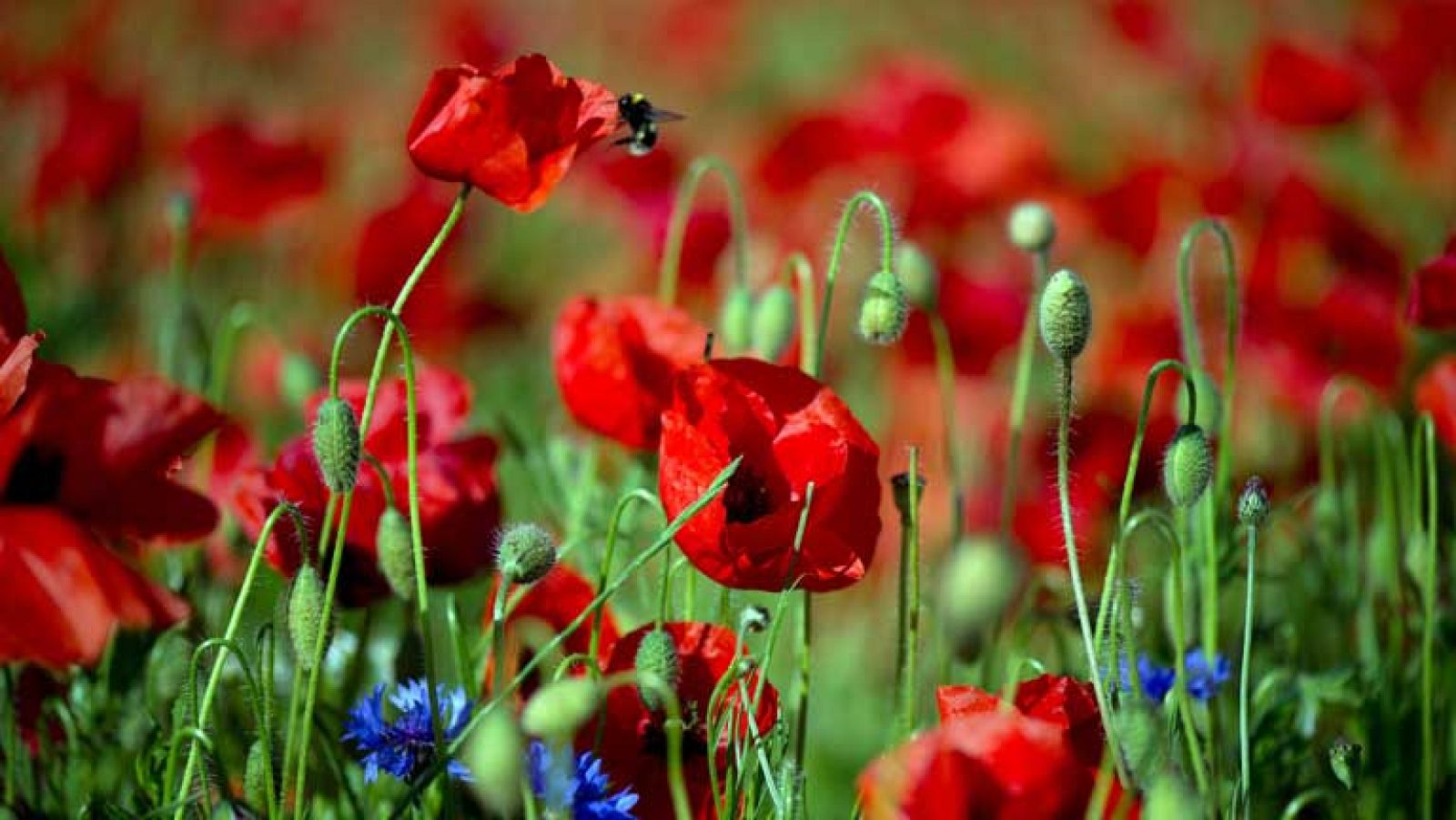 Chubascos fuertes en el Levante, Cataluña y sureste peninsular