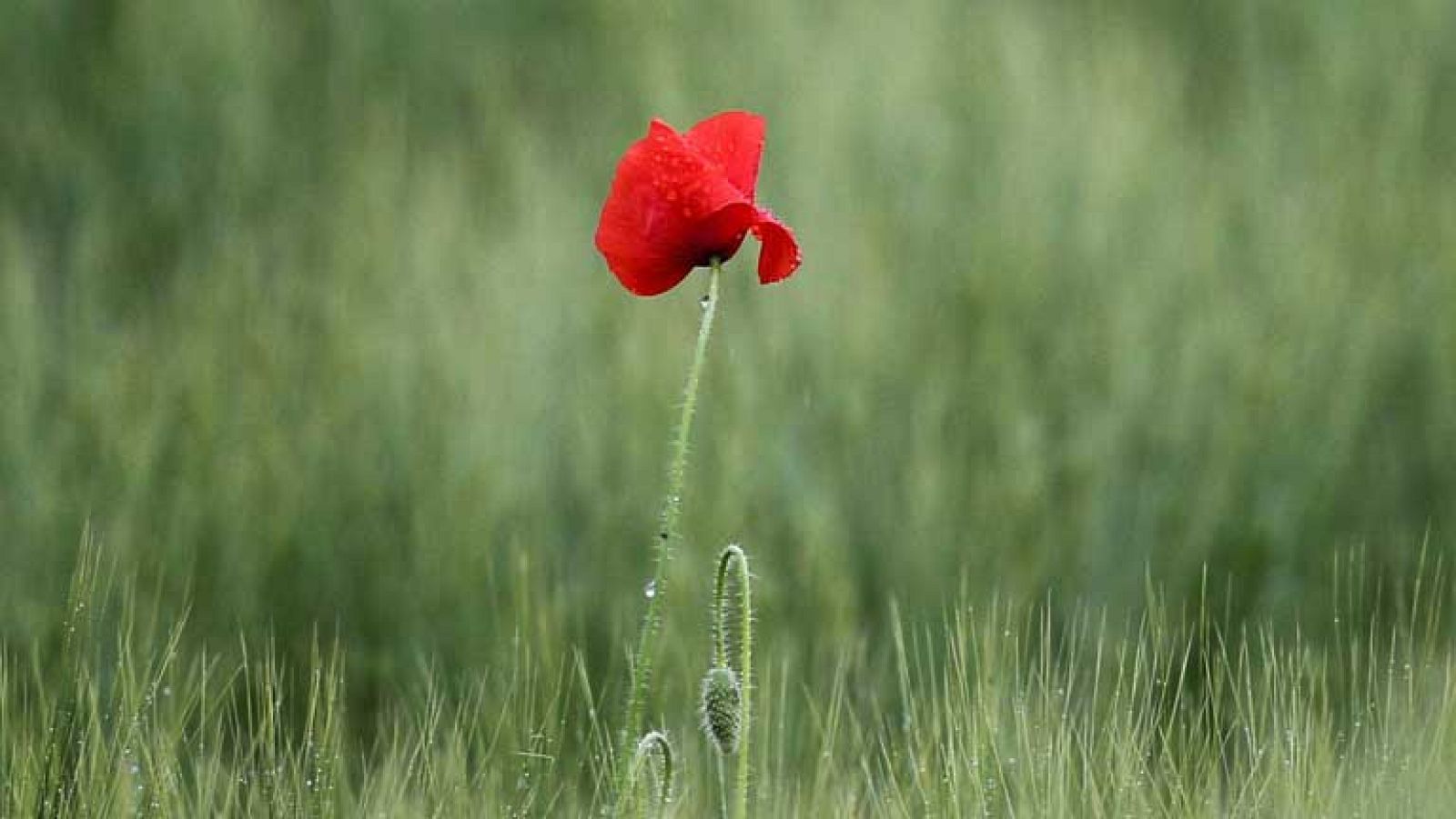 Fuertes lluvias en el este peninsular y ascenso térmico en el norte