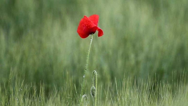 Fuertes lluvias en el este peninsular y ascenso térmico en el norte