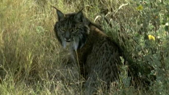 Telediario 1 - Atropellados 3 linces ibéricos
