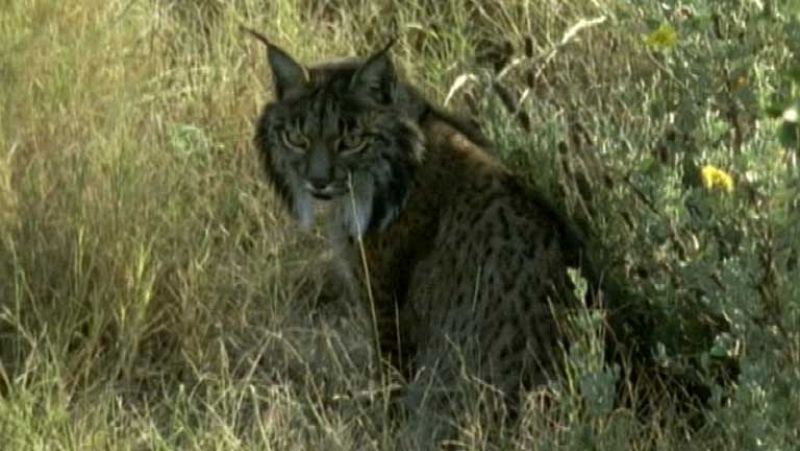 Tres linces ibéricos han muerto atropellados en la carretera esta semana