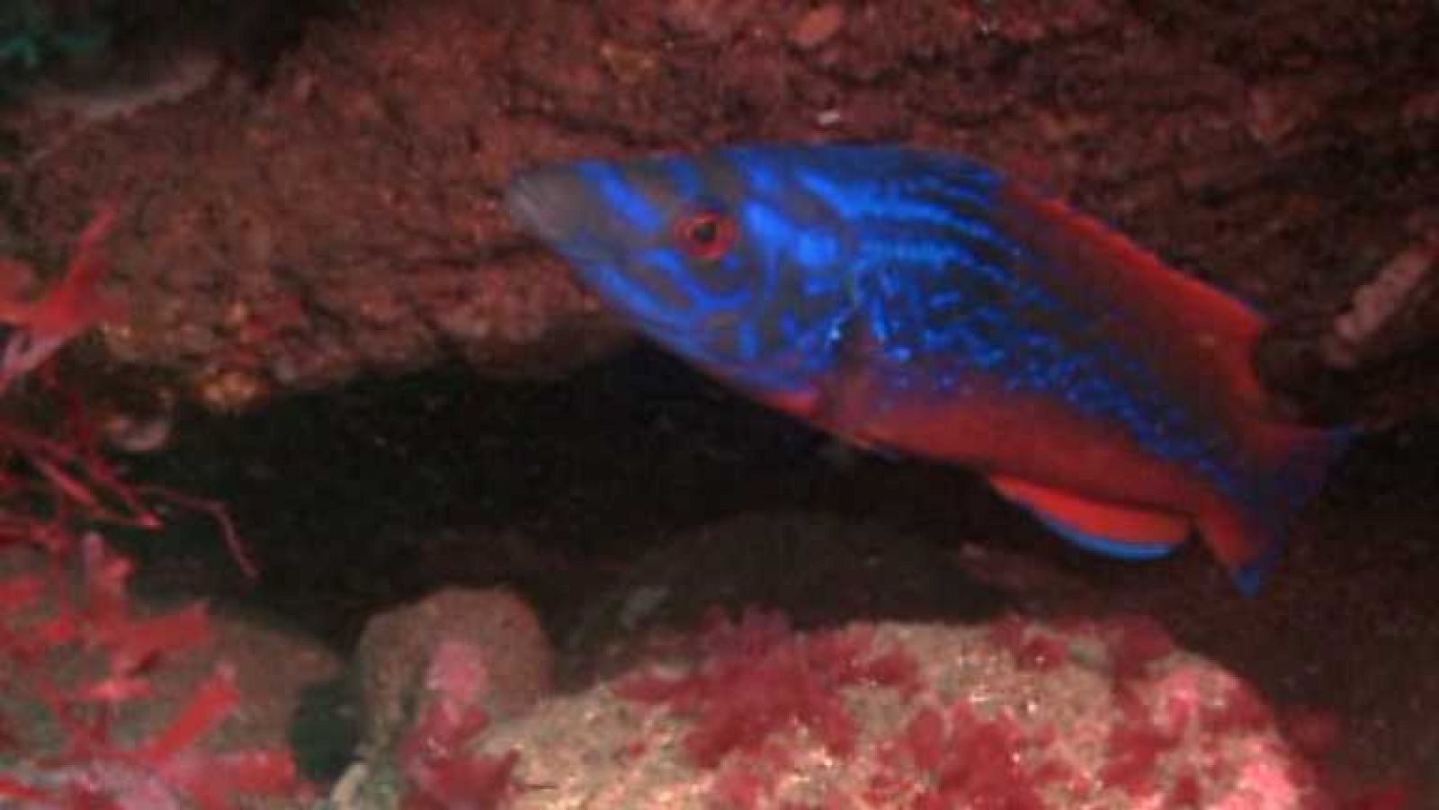 Bajo nuestros mares - El lábrido más bonito - ver ahora