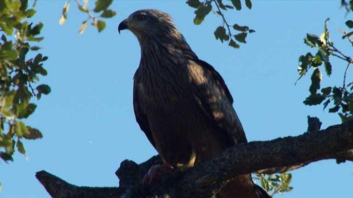 Telediario 1 - Población del águila imperial