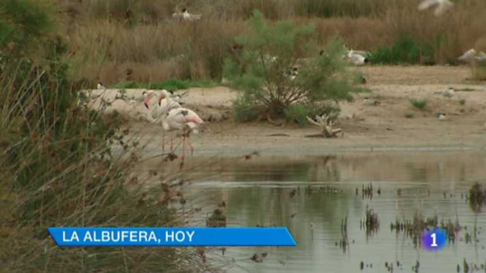 L'Informatiu - Comunitat Valenciana - 05/06/14 - Ver ahora