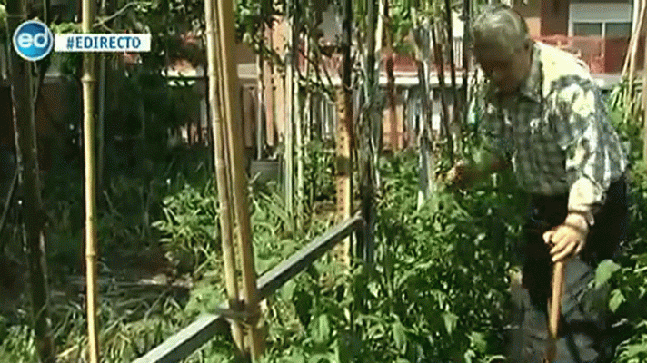 España Directo - La huerta ¡en el ático!